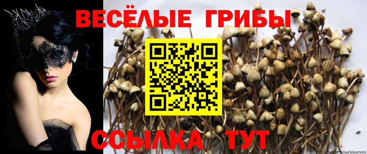 Галлюциногенные грибы Psilocybine cubensis Энгельс